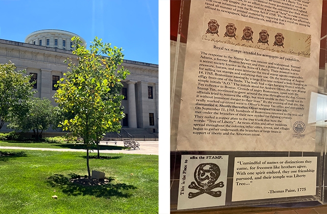 Liberty Tree and exhibit